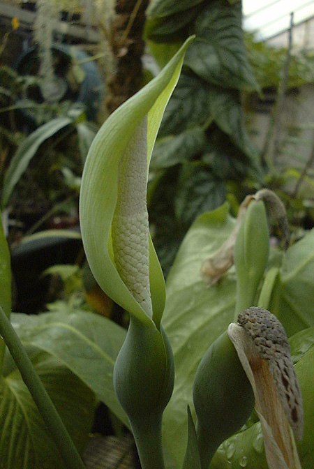 Alocasia acuminata
