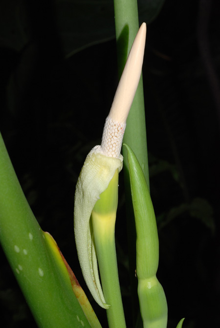 Alocasia alba