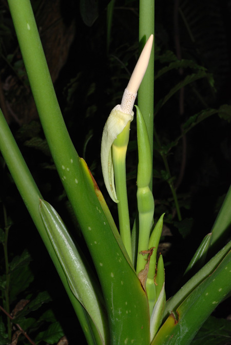 Alocasia alba