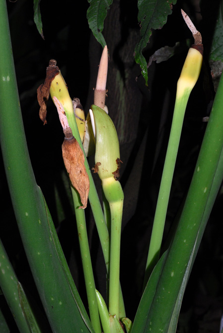 Alocasia alba