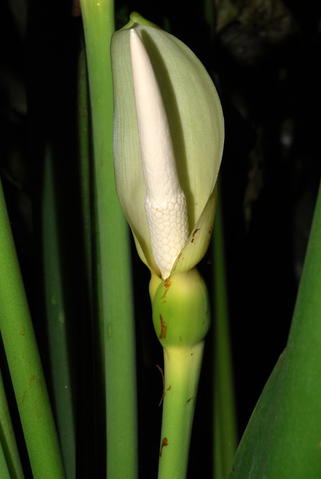 Alocasia alba