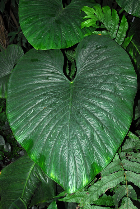 Alocasia alba