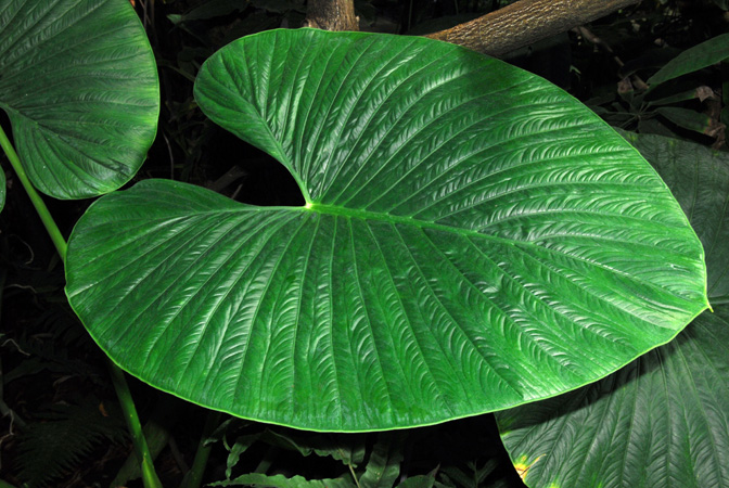 Alocasia alba