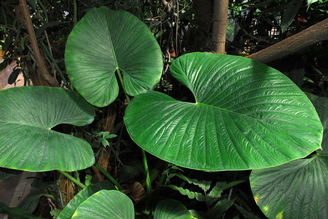 Alocasia alba