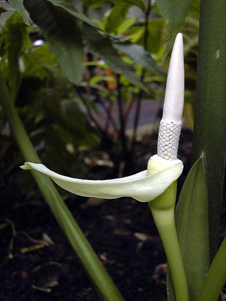 Alocasia alba