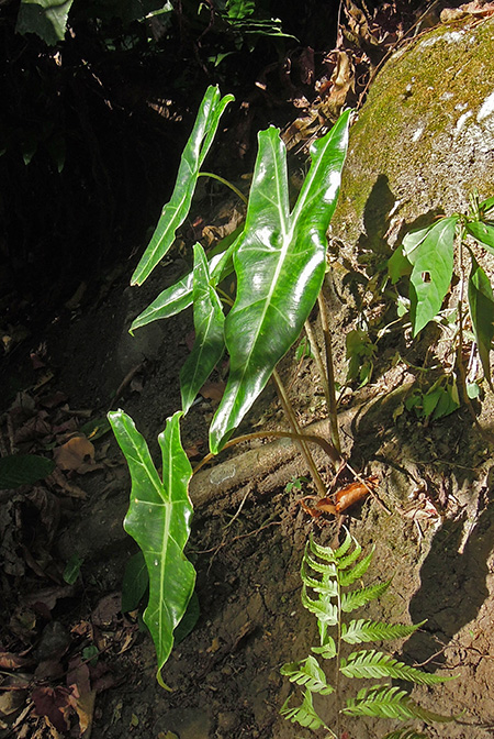 Alocasia balgooyi