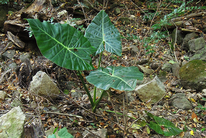 Alocasia balgooyi
