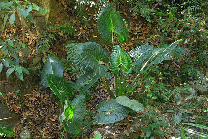 Alocasia balgooyi