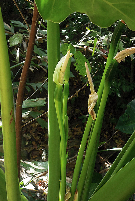 Alocasia balgooyi