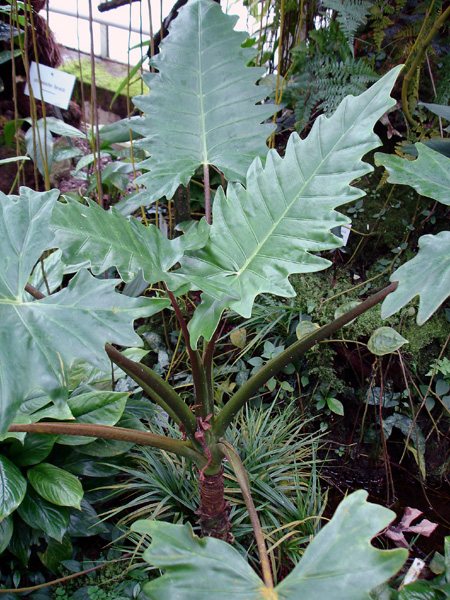 Alocasia boa