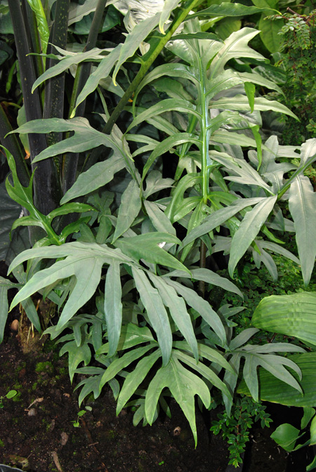 Alocasia brancifolia