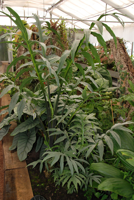 Alocasia brancifolia