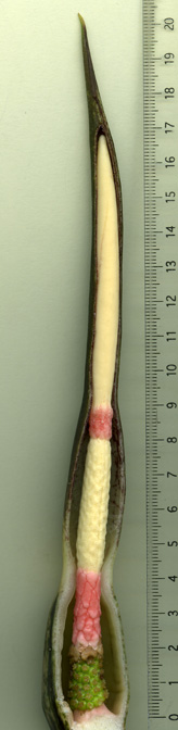Alocasia brancifolia