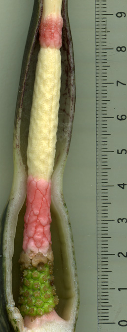 Alocasia brancifolia