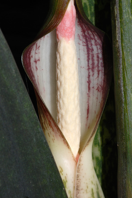 Alocasia brancifolia