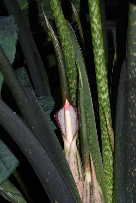 Alocasia brancifolia