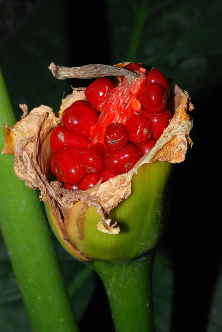 Alocasia brisbanensis