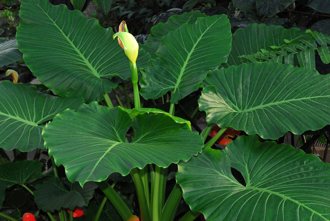 Alocasia brisbanensis