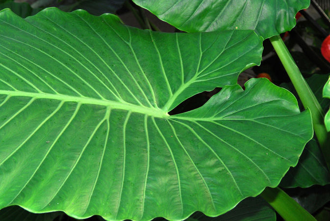 Alocasia brisbanensis