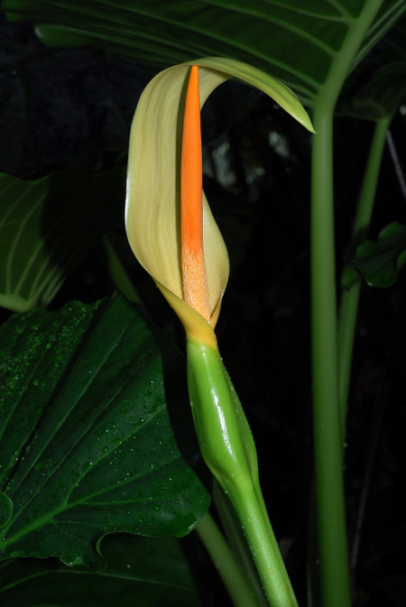 Alocasia brisbanensis