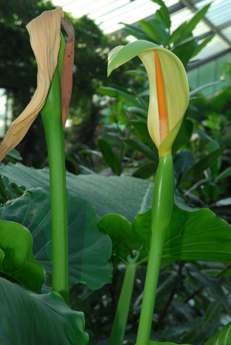 Alocasia brisbanensis
