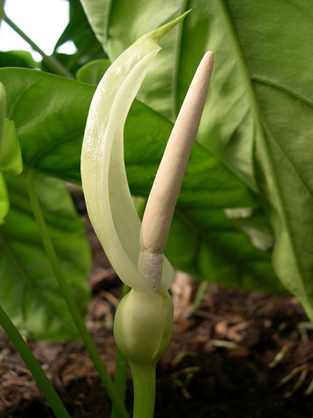Alocasia clypeolata