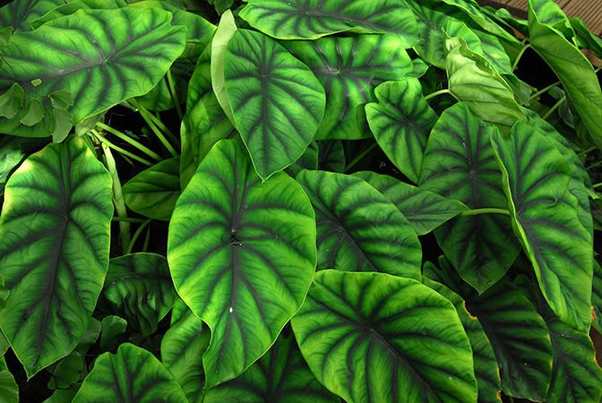 Alocasia clypeolata