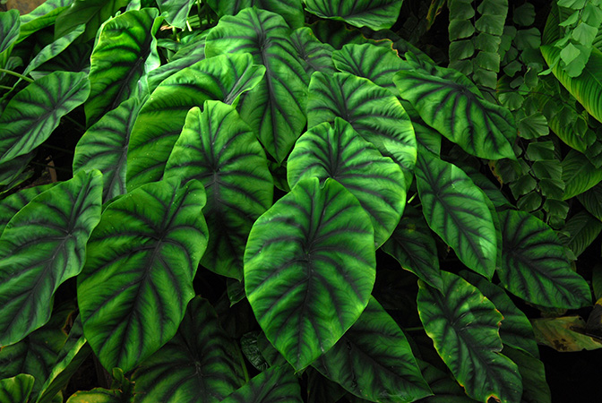 Alocasia clypeolata