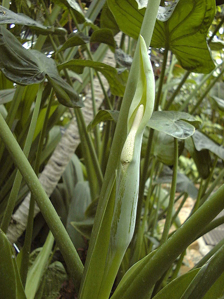 Alocasia cucullata
