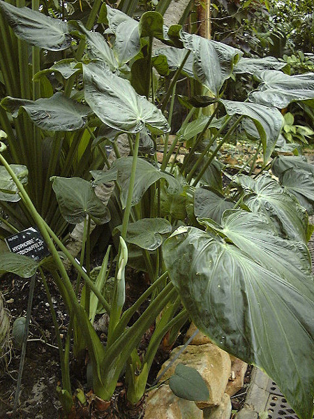 Alocasia cucullata