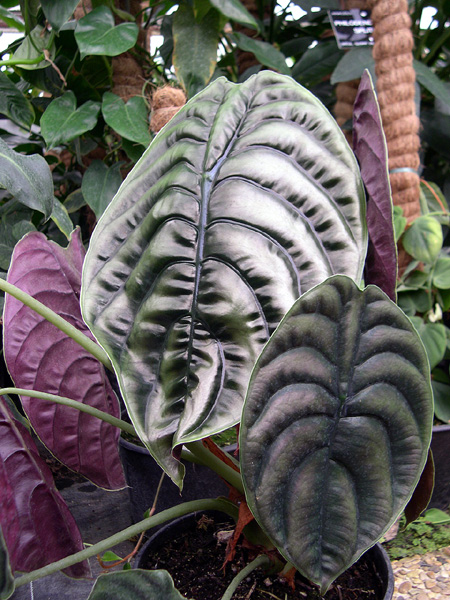 Alocasia cuprea