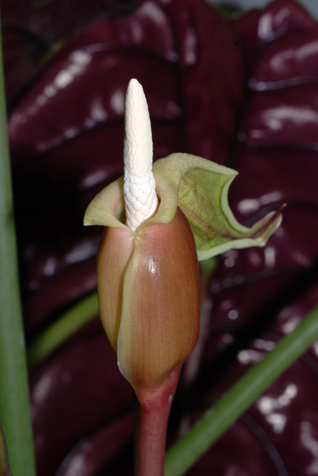 Alocasia cuprea