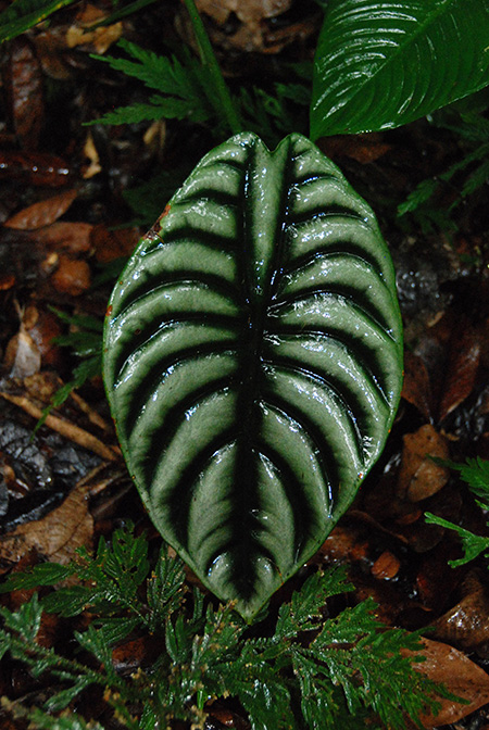 Alocasia cuprea