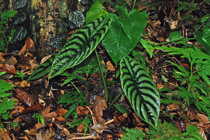 Alocasia cuprea