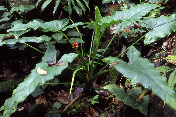 Alocasia monticola