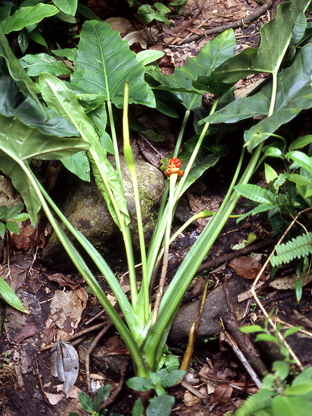 Alocasia monticola