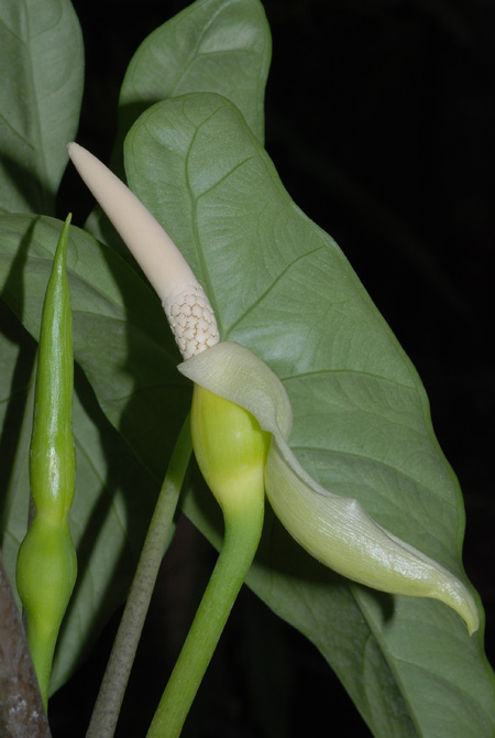 Alocasia heterophylla