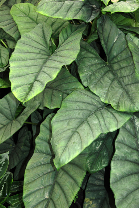 Alocasia heterophylla