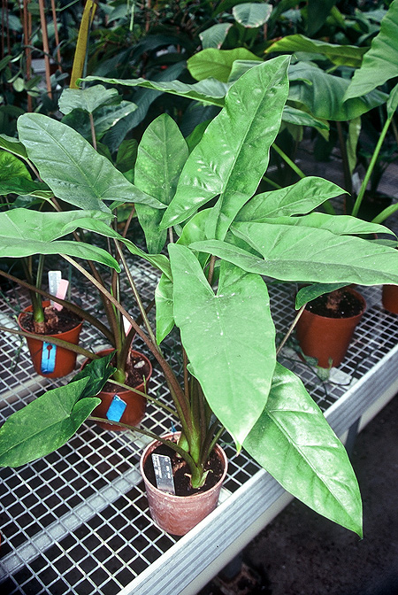 Alocasia hollrungii