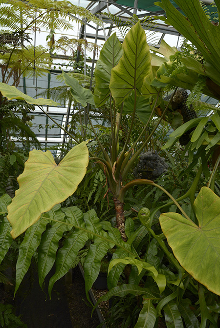 Alocasia hollrungii