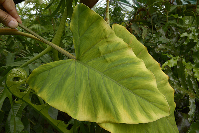 Alocasia hollrungii
