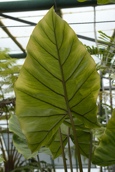 Alocasia hollrungii