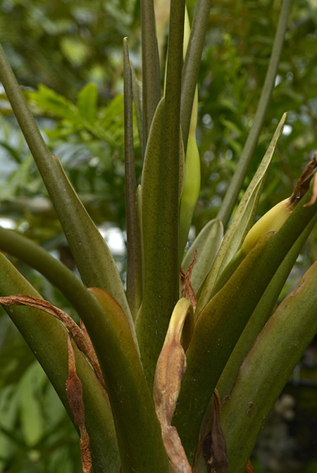 Alocasia hollrungii