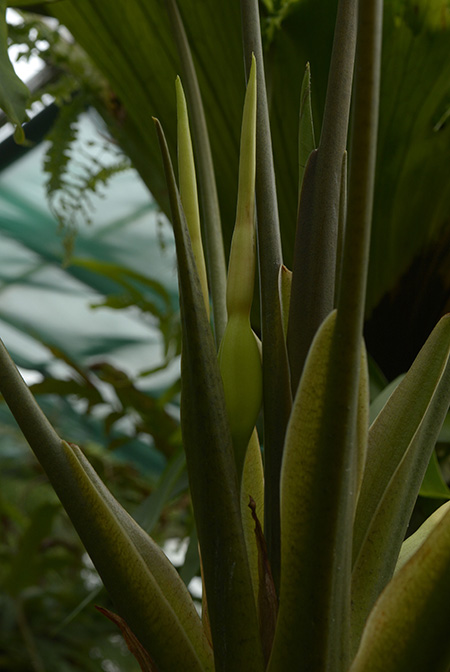 Alocasia hollrungii
