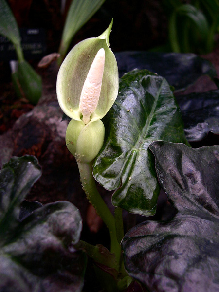 Alocasia infernalis