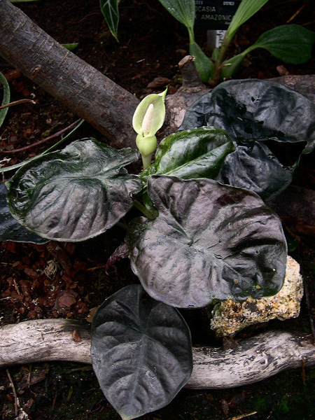 Alocasia infernalis