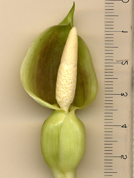 Alocasia infernalis