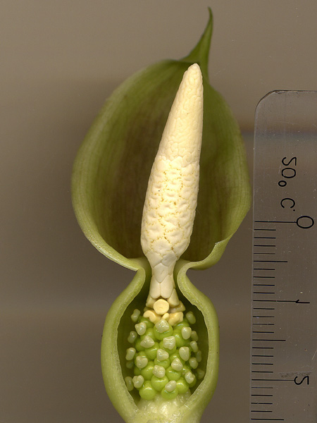 Alocasia infernalis