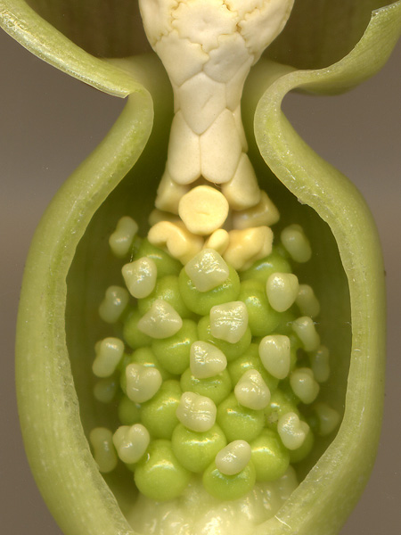 Alocasia infernalis