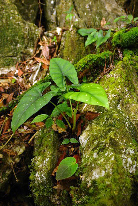 Alocasia inopinata